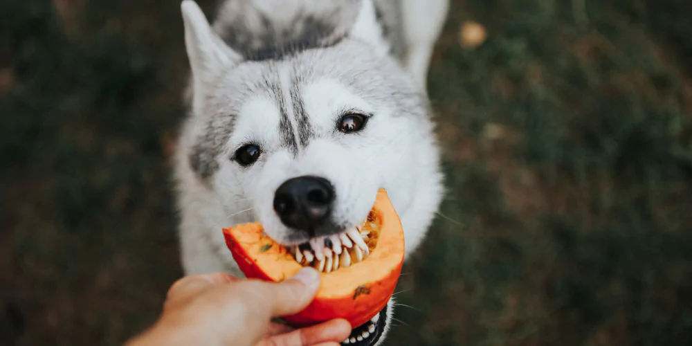A picture of a Husky grabbing a piece of pumpkin from a hand