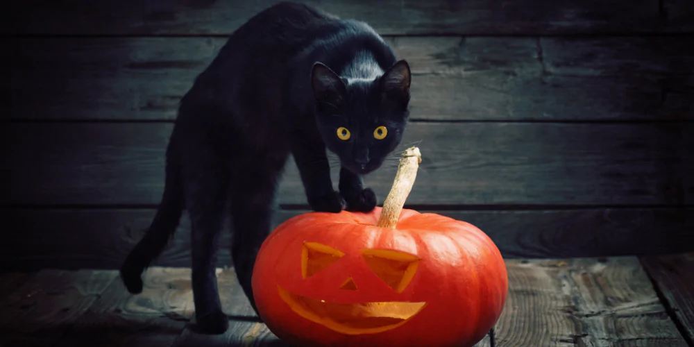 A picture of a black cat climbing a pumpkin