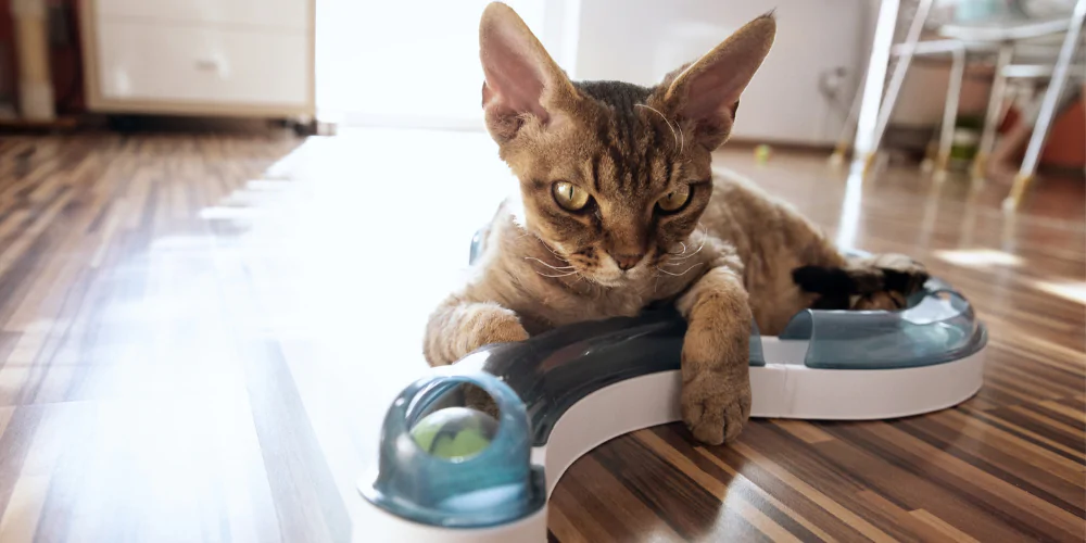 A picture of a grumpy Devon Rex playing with a cat ball game