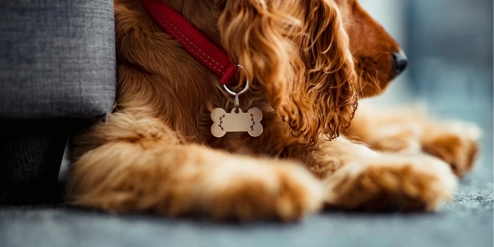 A picture of a Spaniel wearing a dog collar lying on the ground