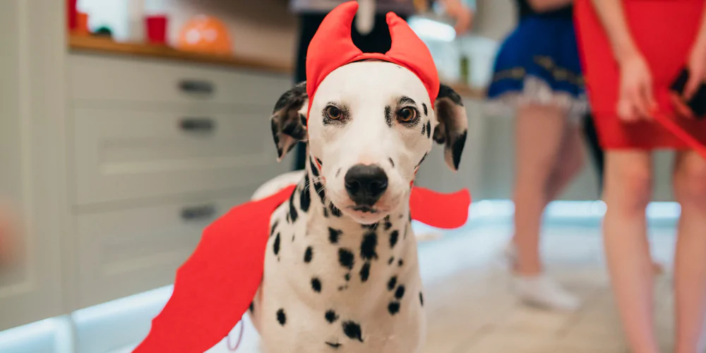 A picture of a Dalmatian wearing a Halloween costume