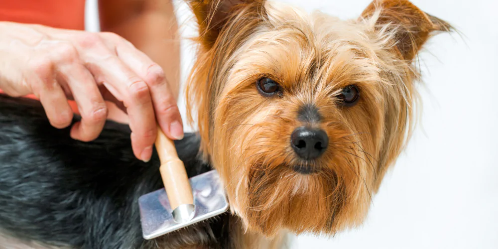 A picture of a Yorkshire Terrier being groomed with a brush