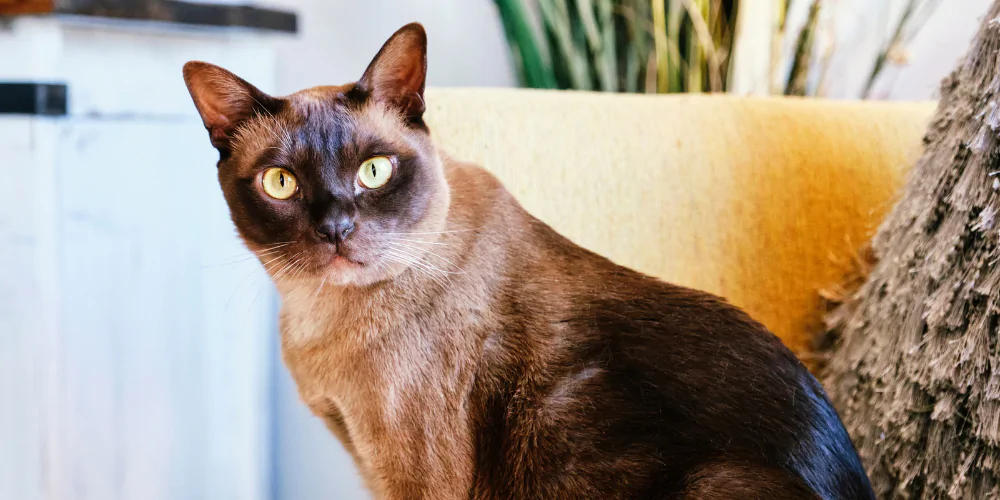 A picture of a Burmese cat sat on a sofa
