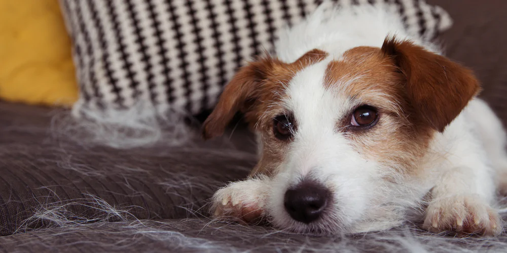 A picture of a Jack Russell Terrier sat on a sofa covered in loose fur