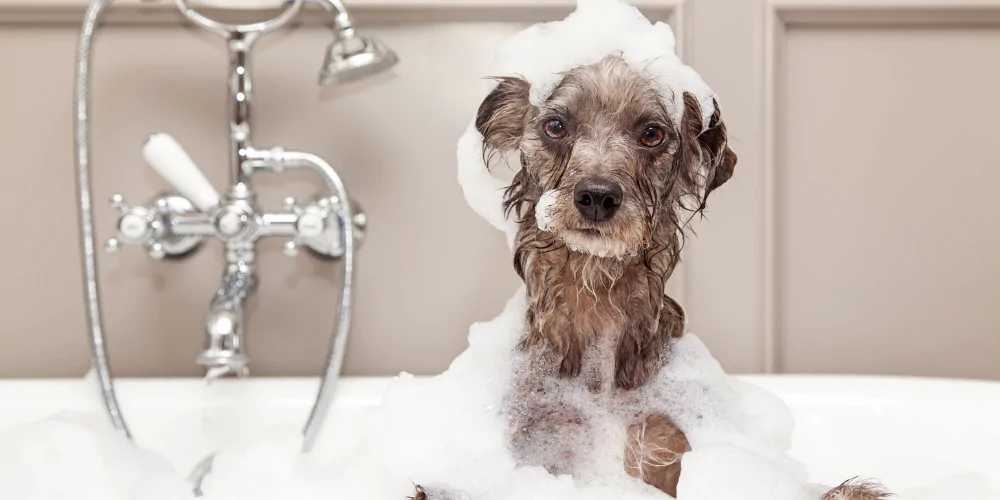 A picture of a grey hairy dog in the bath