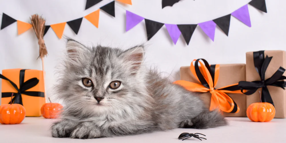 A picture of a fluffy grey kitten surrounded by Halloween decorations