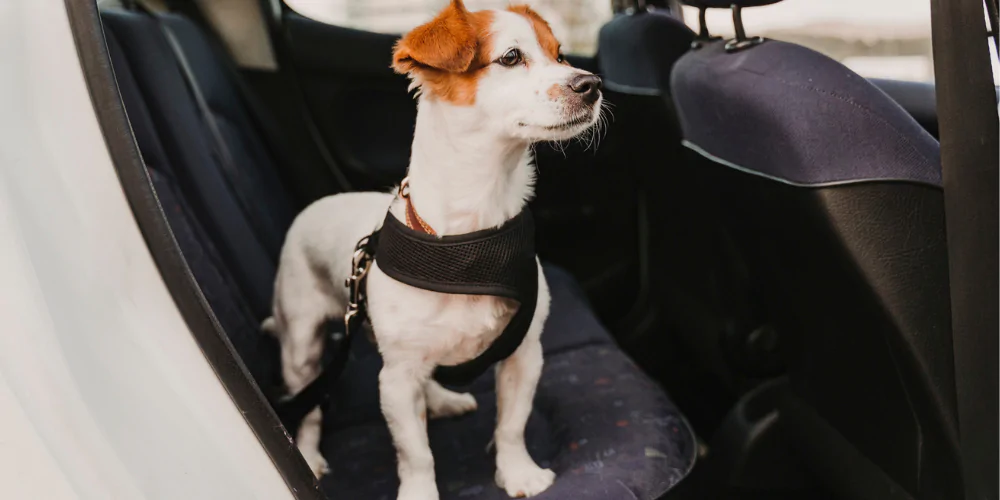 A picture of a Jack Russell Terrier wearing a dog harness seatbelt in the car