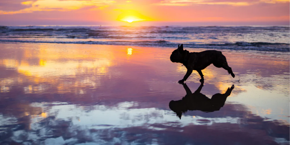 A picture of a French Bulldog running on the beach in the sunset