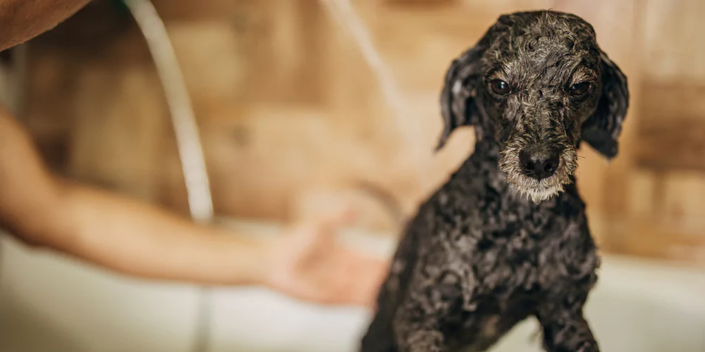 A picture of a Poodle being washed in the bath