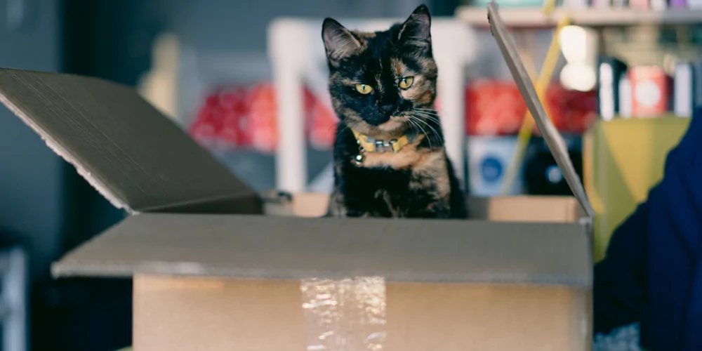 A picture of a black and brown shorthair cat sat in a cardboard box