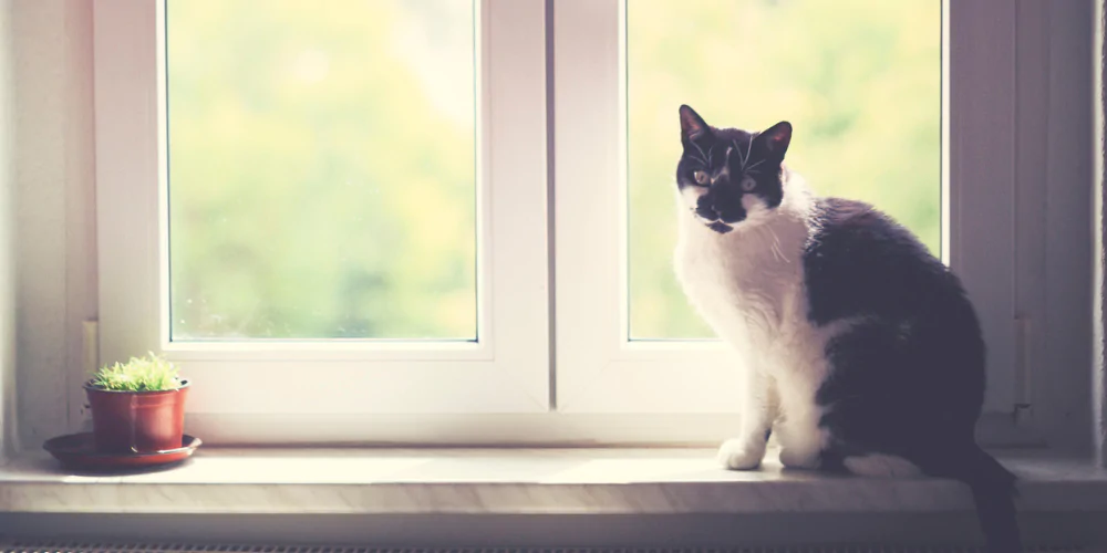 A picture of a black and white cat sat on a windowsill next to a closed window
