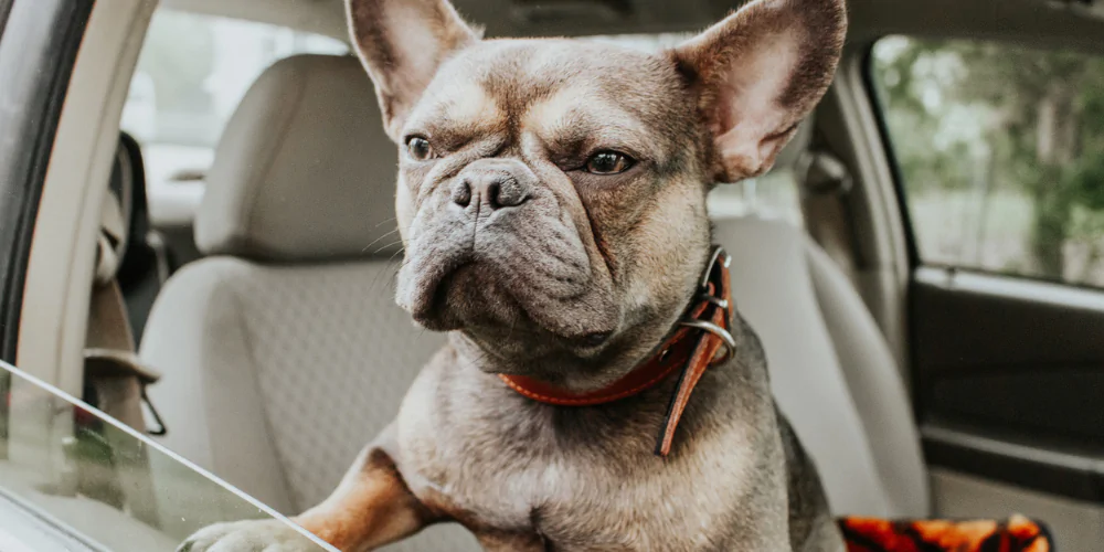 A picture of a grumpy French Bulldog looking out of the window of a stationary car