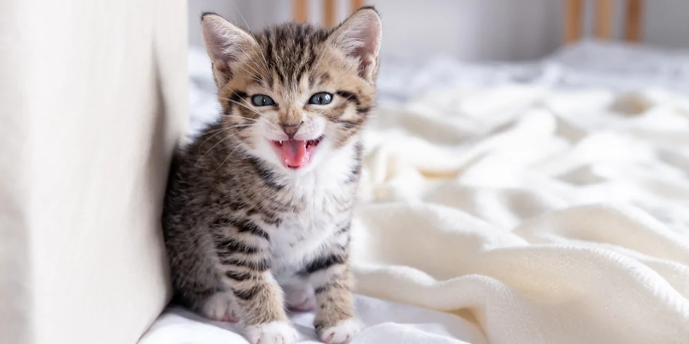 A picture of a tabby kitten meowing at the camera