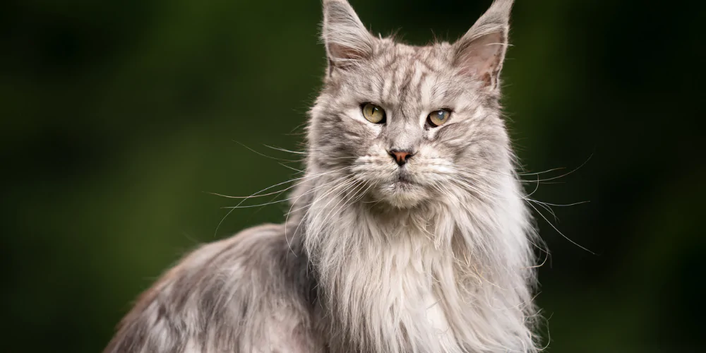 A picture of a mature silver Maine Coon cat