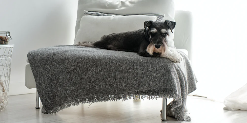 A picture of a Schnauzer lying down on an armchair with a grey blanket