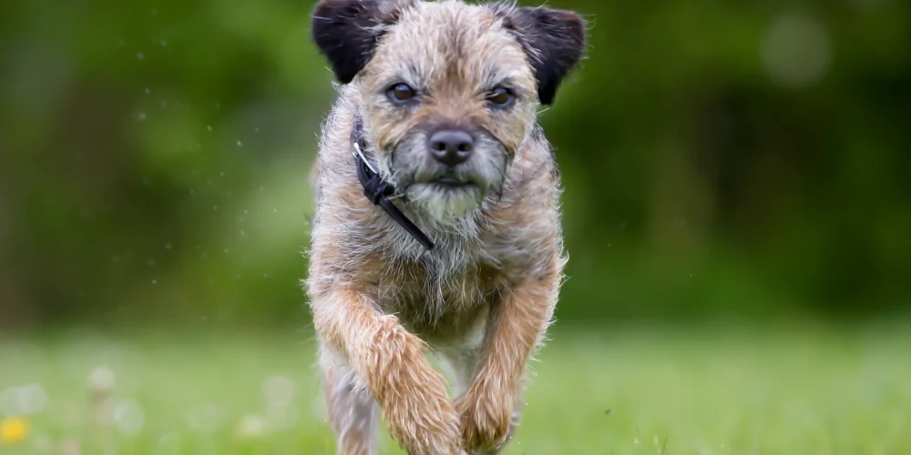A picture of a scruffy Terrier running in the grass