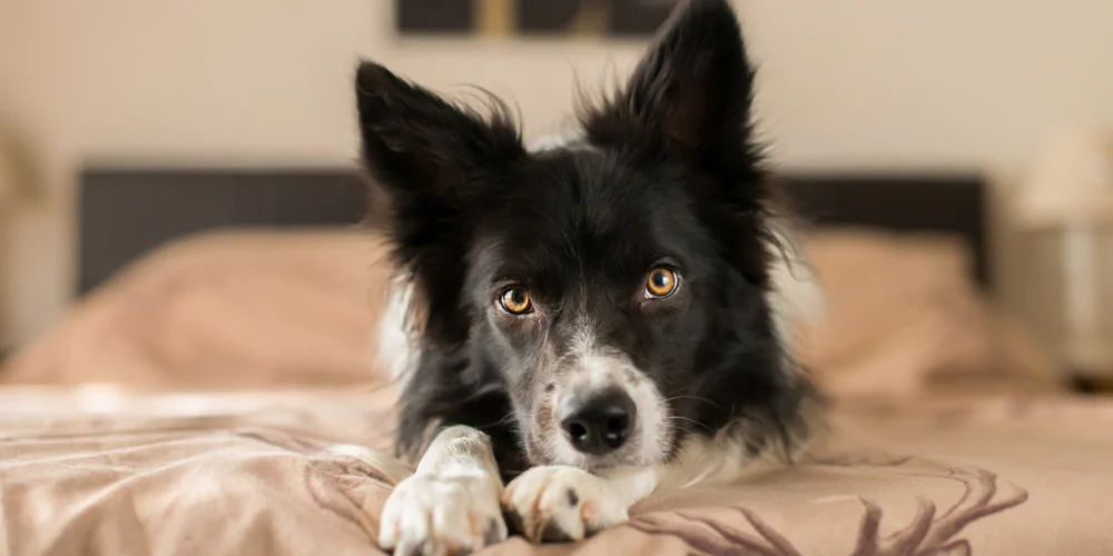 A picture of a Border Collie lying down on a bed, resting on its paws