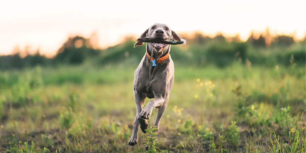 A picture of a Weimaraner wearing a dog tag ID collar, running with a stick in its mouth