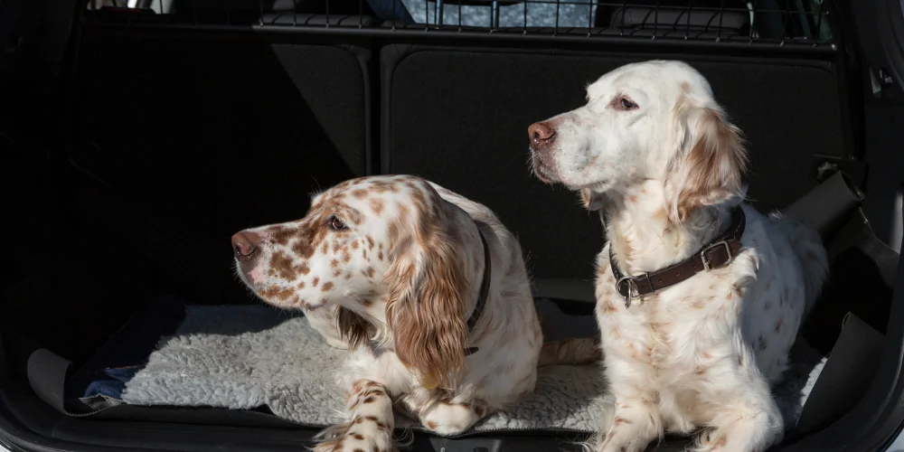 A picture of two English Setters sitting in the boot of a car