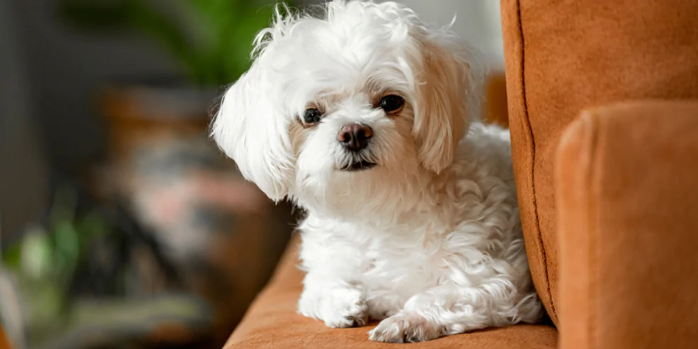 A picture of a Maltese dog lying on a sofa