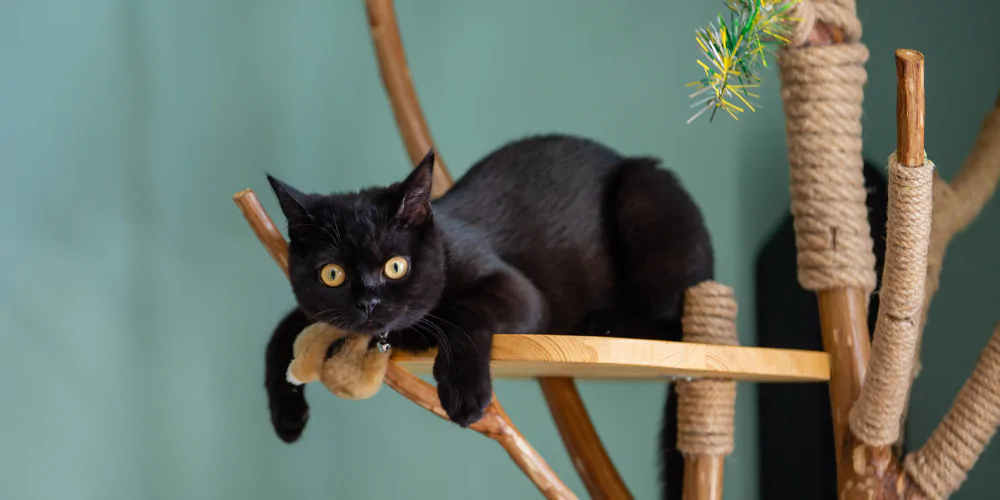 A picture of a black kitten lying on a cat tree