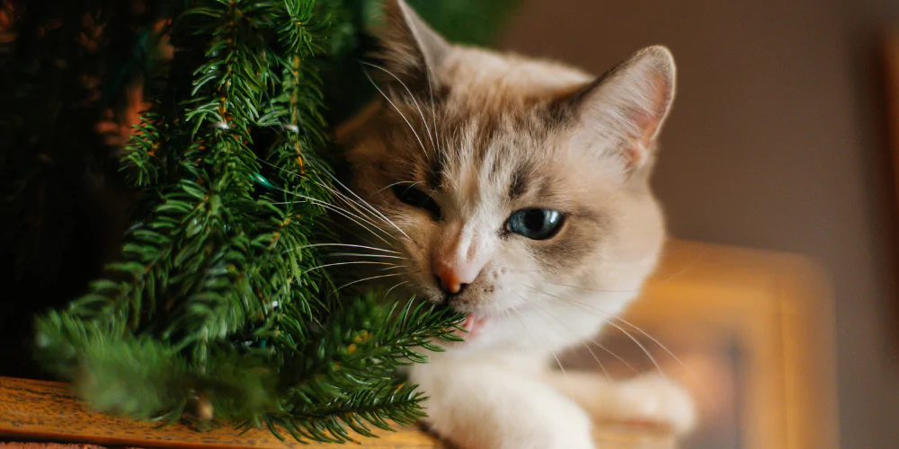 A picture of a ginger and white cat chewing on a Christmas tree branch