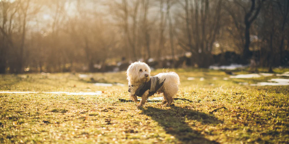 A picture of an old Maltese dog wearing a dog coat, stood in a field in winter