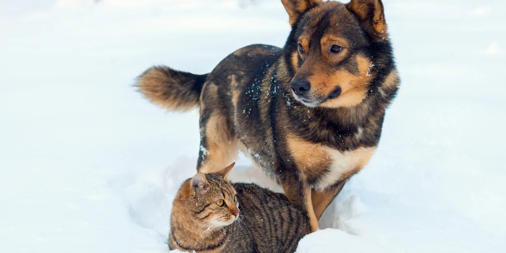 A picture of a tabby cat and a long haired dog stood together in snow