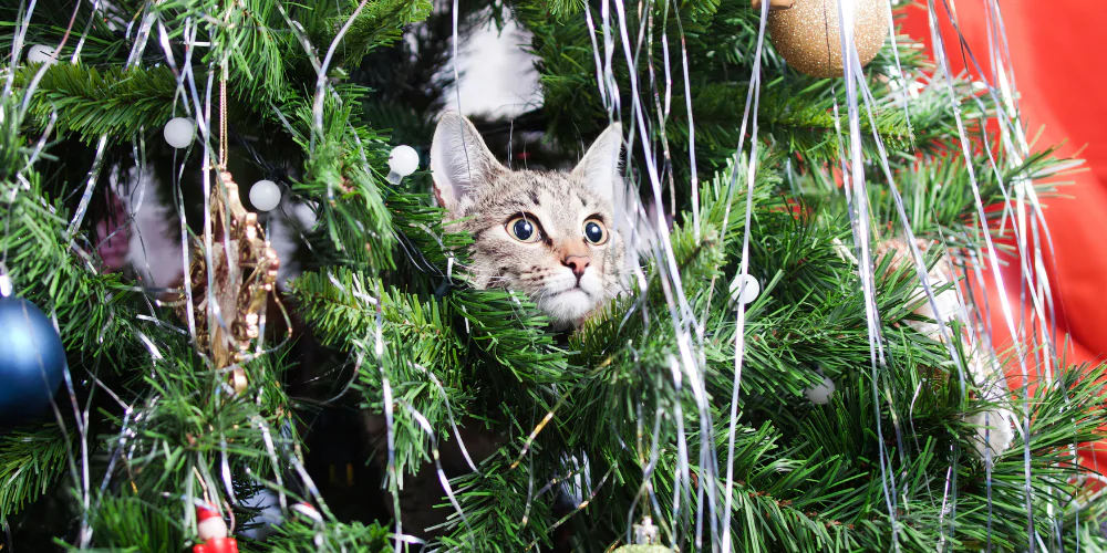 A picture of a grey tabby cat hiding in a Christmas tree