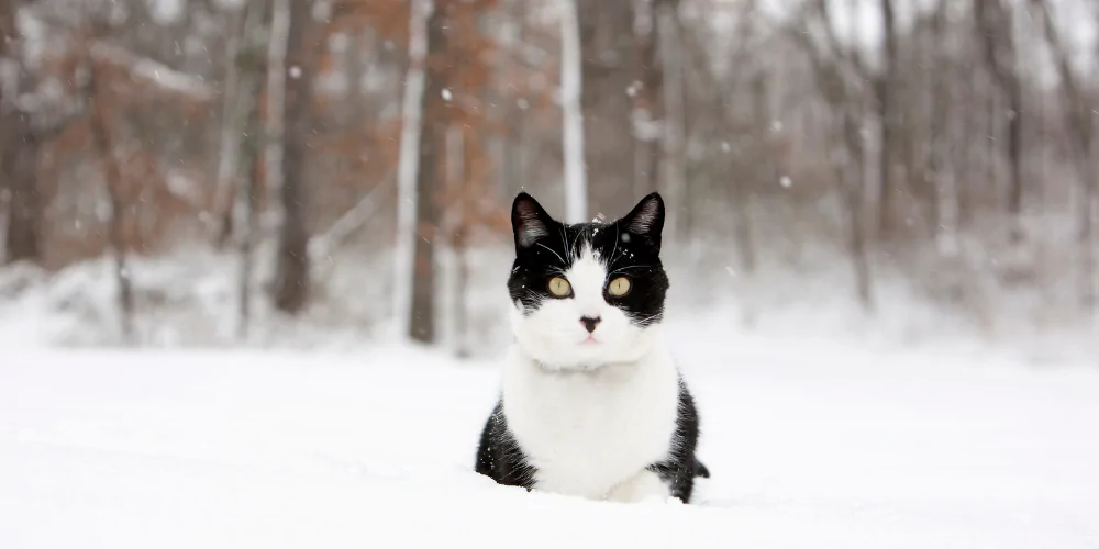 A picture of a tuxedo cat sat in a snowy field with trees in the background