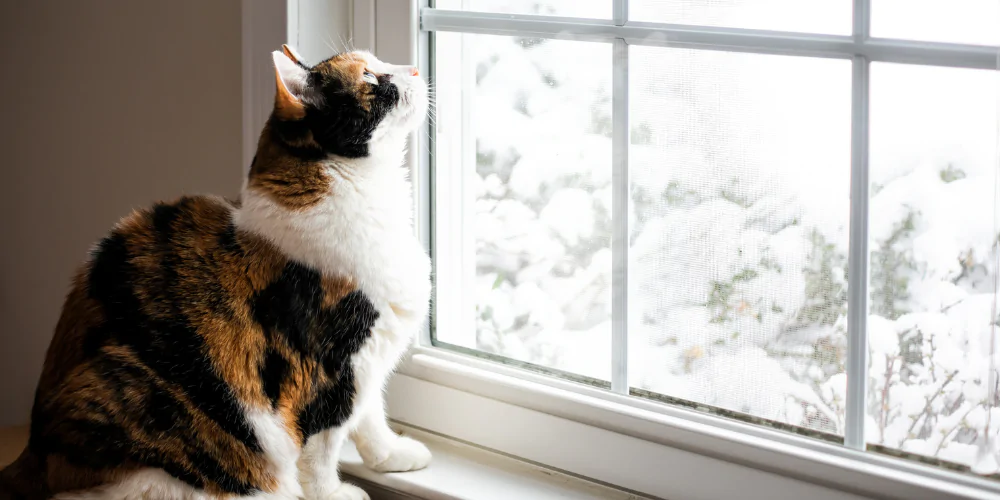 A picture of a black, white and tan cat sat on a windowsill looking out of the window at a snow landscape