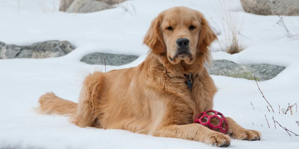 A picture of a grumpy Golden Retriever lying in the snow with a ball in between his paws