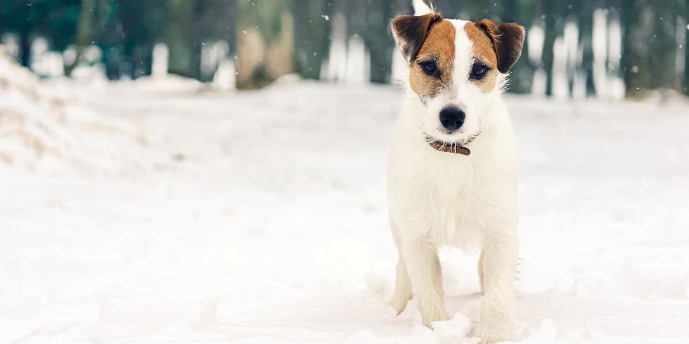 A picture of a Jack Russell Terrier in a snowy field surrounded by trees