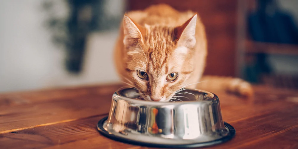A picture of a Ginger Shorthair cat sat on a table, eating out of a silver bowl