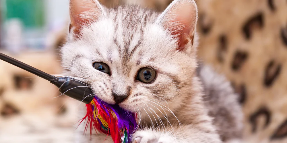 A picture of a grey tabby kitten chewing a cat teaser