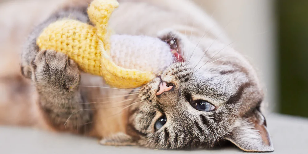 A picture of a tabby cat lying upside down, playing with a toy banana