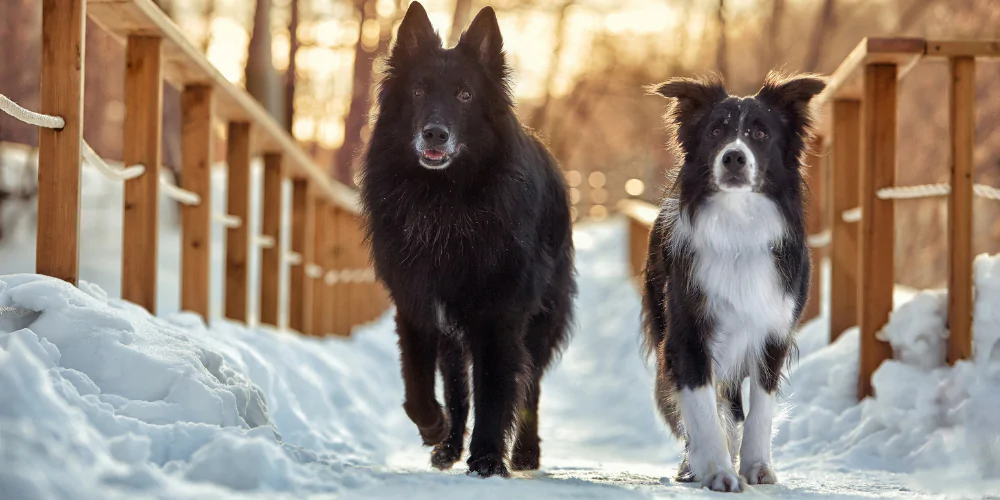 A picture of a black German Shepherd and a Border Collie walking across a snowy bridge