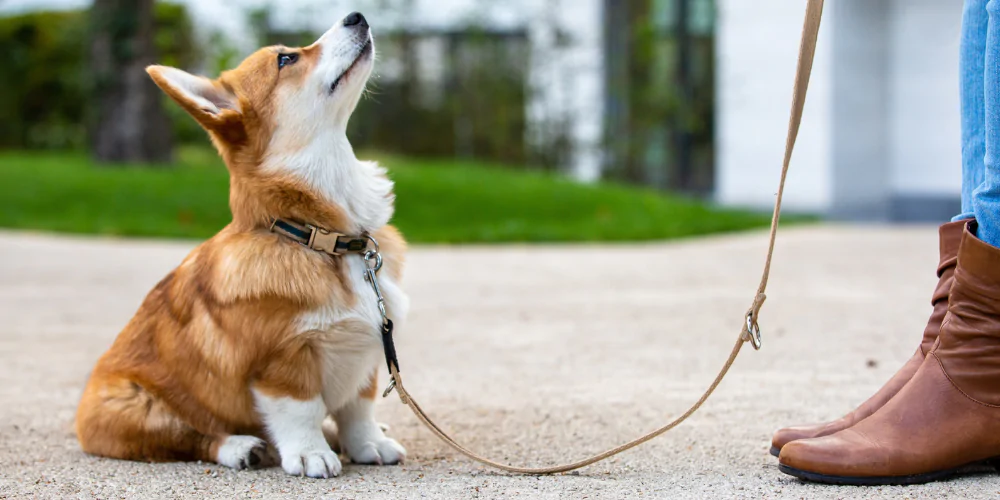 A picture of a Corgi puppy sat outside being trained by its owner