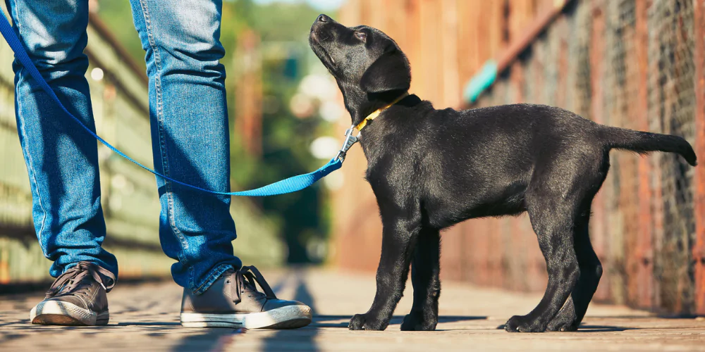 A picture of a Black Labrador puppy on a lead looking up at its owner