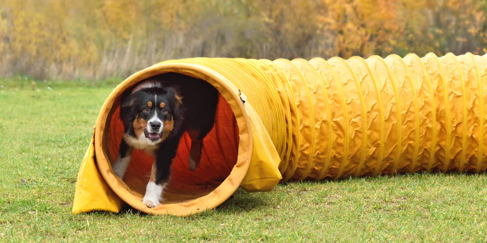 A picture of an Australian Shepherd dog running out of an agility tunnel