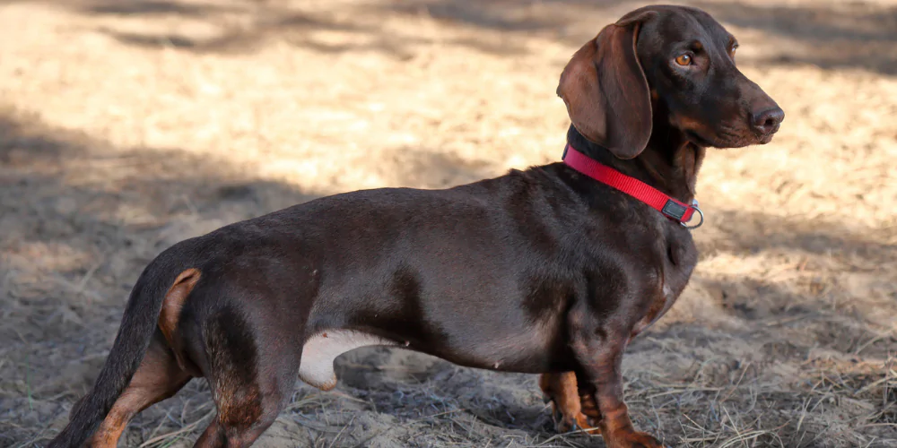 A picture of a chocolate Dachshund standing in side profile outside