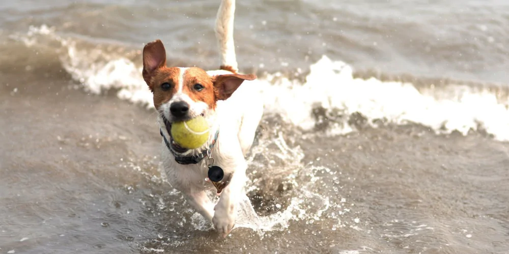 A picture of a Jack Russell terrier with a tennis ball, running through small waves on a beach