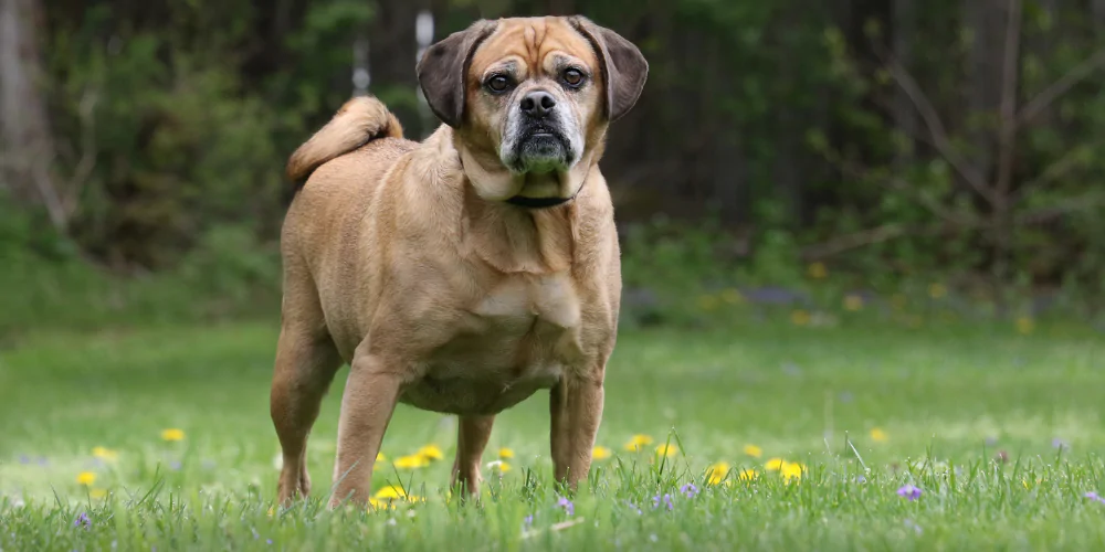 A picture of an elderly overweight Beagle Pug cross stood in a field
