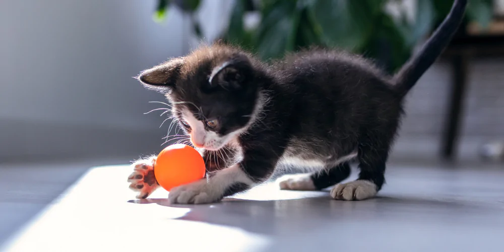 A picture of a black and white kitten playing with an orange ball