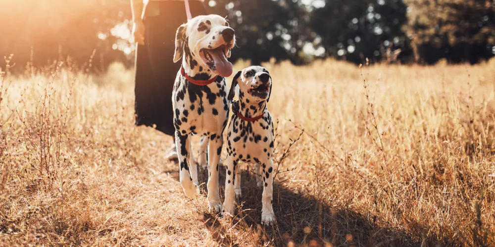 A picture of an adult and puppy Dalmatian being lead trained in a field