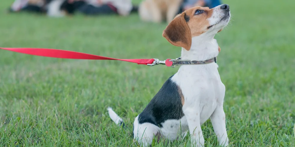 A picture of a Jack Russell Terrier on a red lead doing obedience training