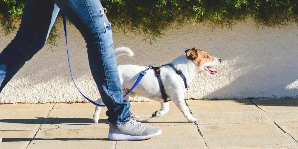 A picture of a Jack Russell Terrier wearing a harness and leash being walked along a footpath