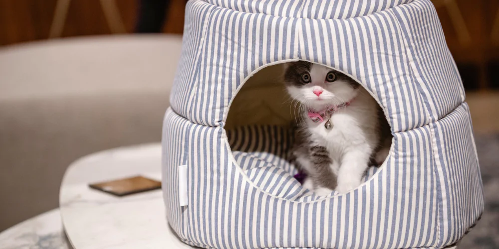 A picture of a grey and white kitten wearing a pink collar, sat in a stripy cave bed