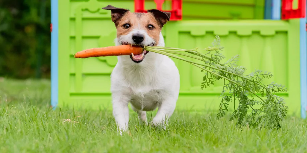 A picture of a Jack Russell Terrier running with a carrot in its mouth