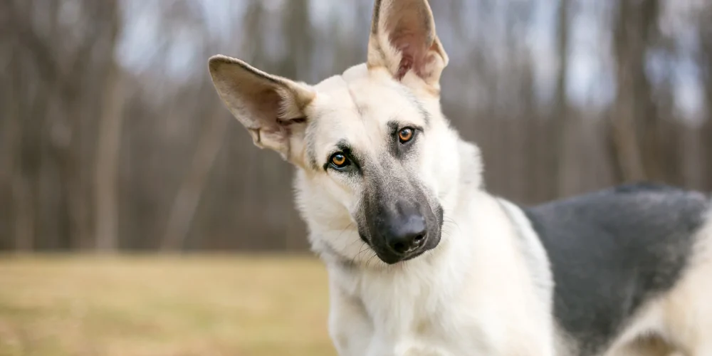A picture of a white German Shepherd in a field looking into the camera